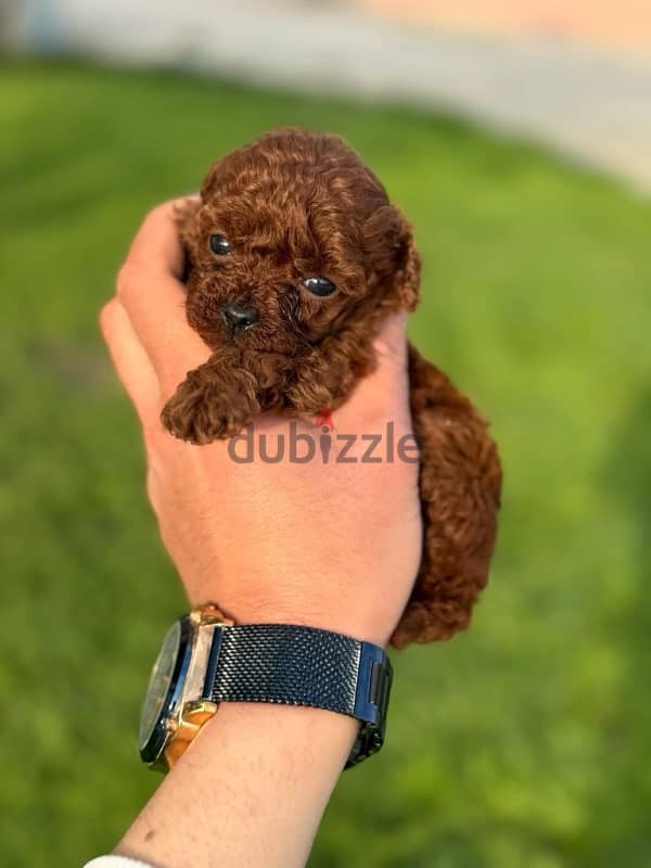 puppies poodle teacup 1
