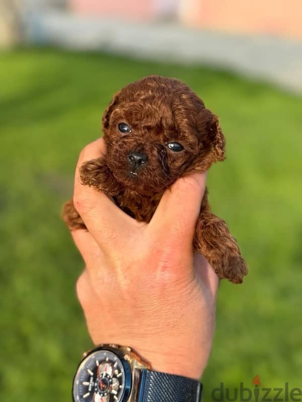 puppies poodle teacup 2
