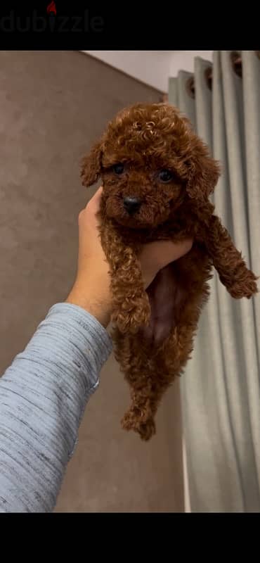 puppies toy poodle