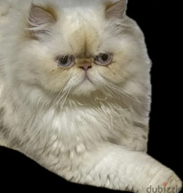 Gato himalayo naranja