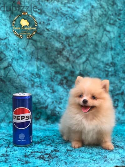 Pomeranian female — Rare Piece —بومرينيان