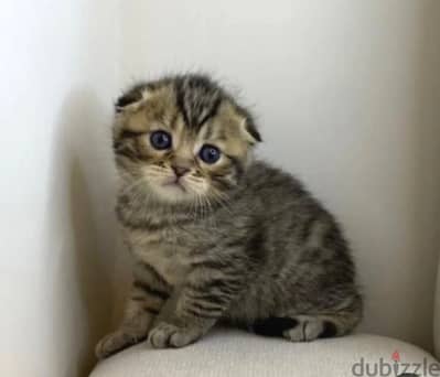 Available Scottish Fold cat, a very distinctive 45 day male and female