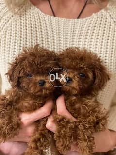 Toy poodle Dogs 186655821