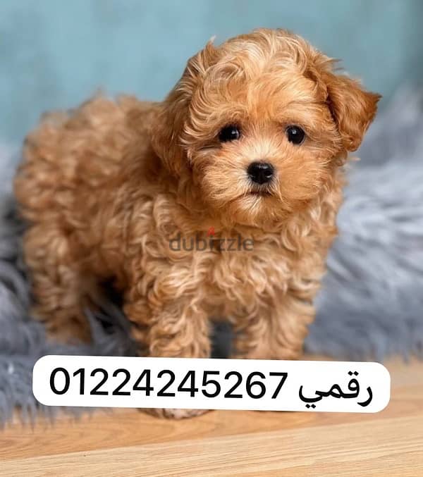 maltipoo 45 days 1