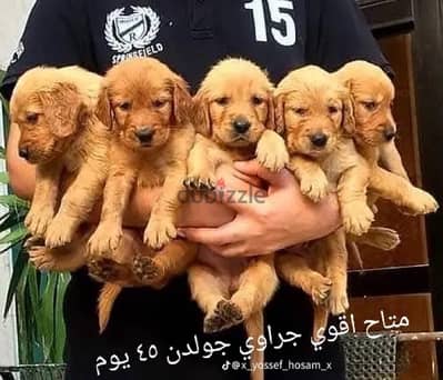جولدن ريتريفر
