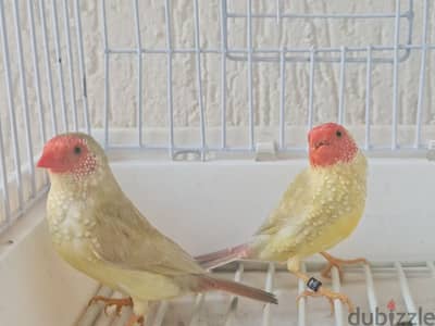 زوج ستار فينش