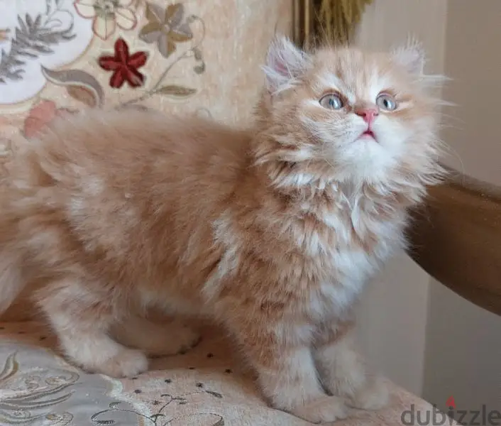 Himalaya Bint Peke Face