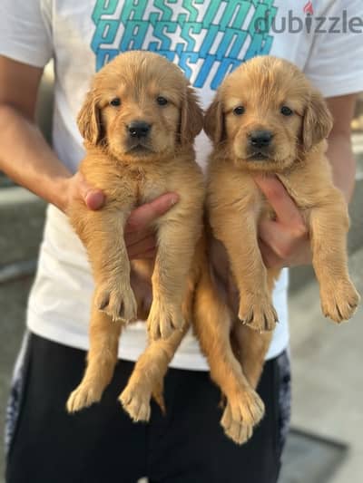 Golden retriever puppies جولدن