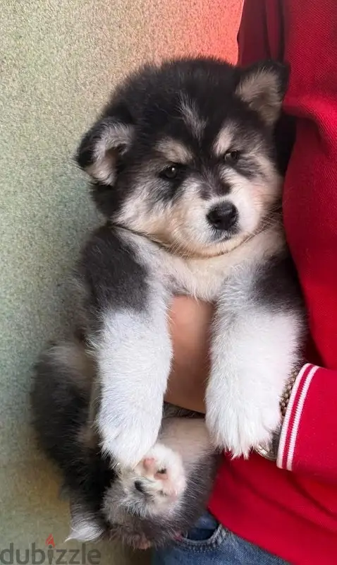 husky puppies64965882763777121