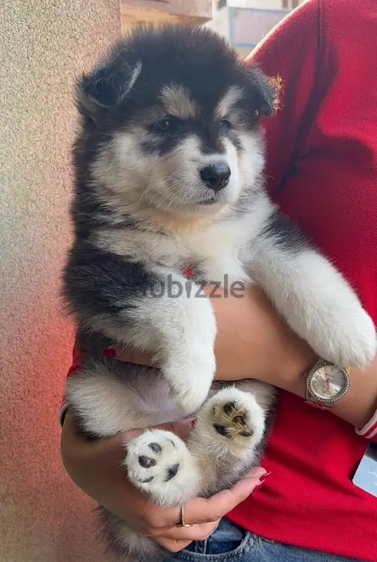 husky puppies64965882763777122