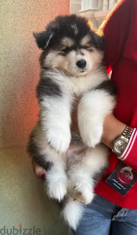 husky puppies64965882763777123
