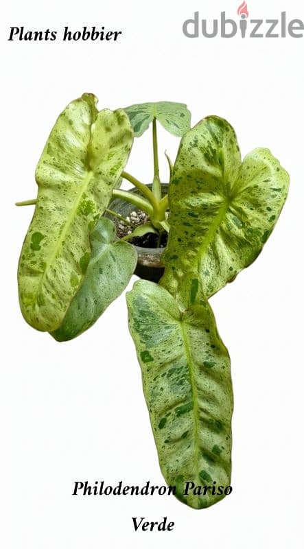 Phiilodendron paraiso verde 1