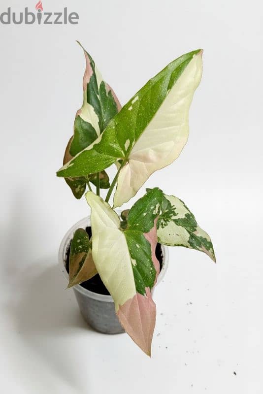 Syngonium Tricolor 1