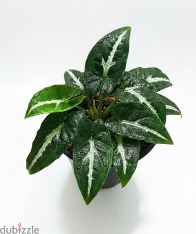 Syngonium wendlandii