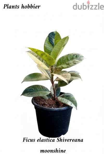 Ficus elastica shivereana moonshine