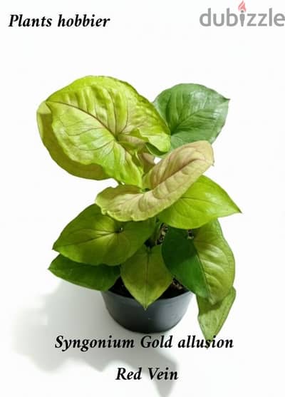 Syngonium gold allusion