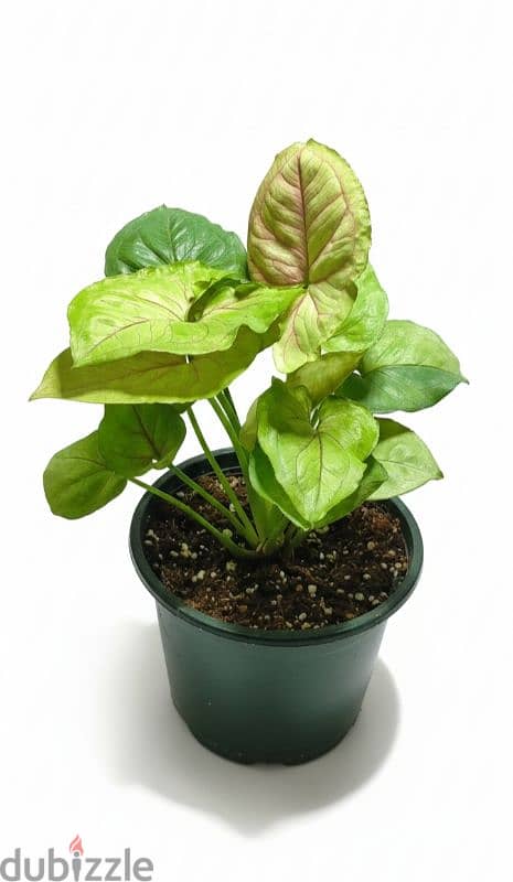 Syngonium gold allusion 1