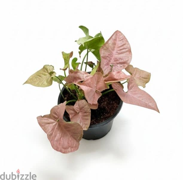 syngonium pink neon robusta 1