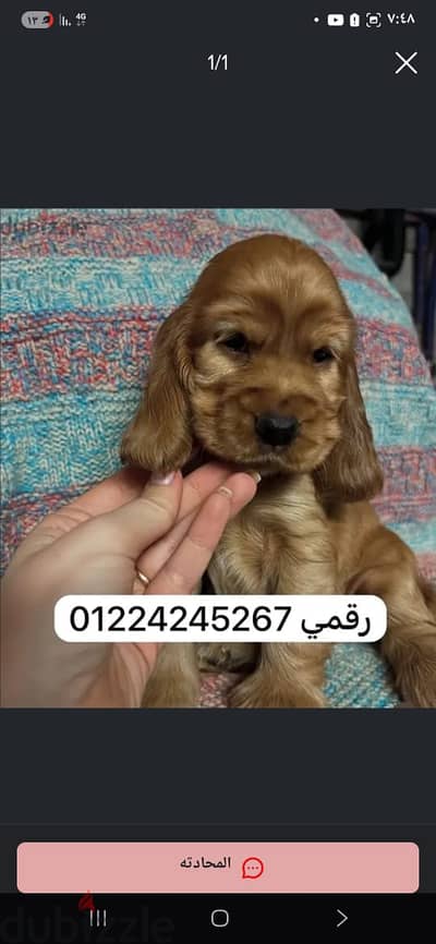 cocker كوكر سبانيول