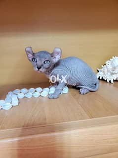 Sphynx cat kittens From Europe From Europe 0