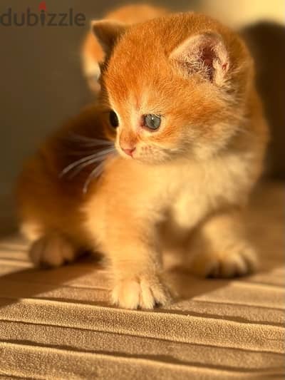 Female Golden ny12