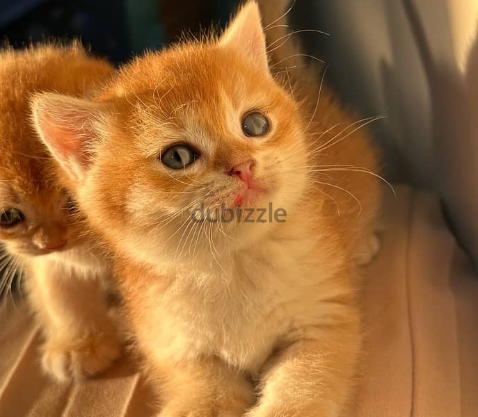 Female Golden ny12 1
