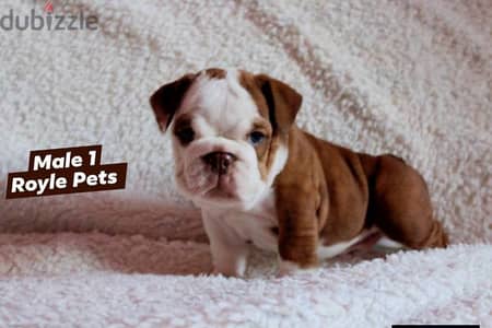 English Bulldog Puppies