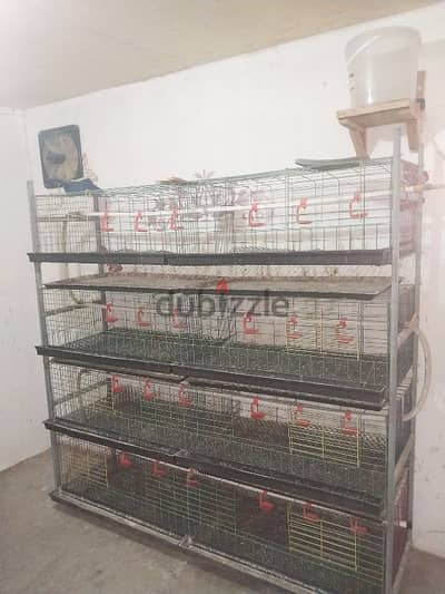 بطاريات مزارع فراخ