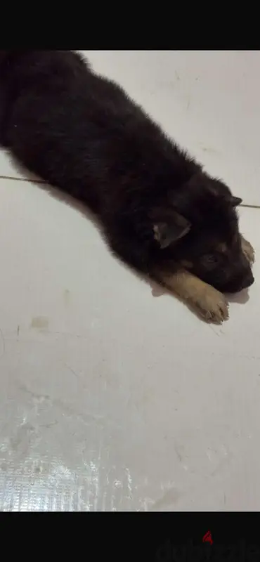 Cachorro de pastor alemán en venta