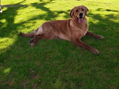 gaint golden retriver  بنت جولدن ريتريفر بيور اهالي مستورده