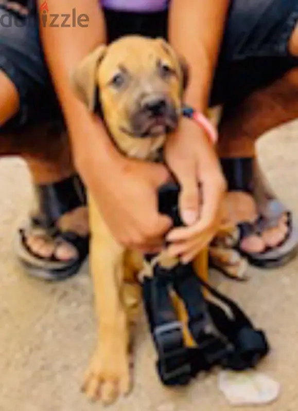 Cachorro Pitbull64988796902913121