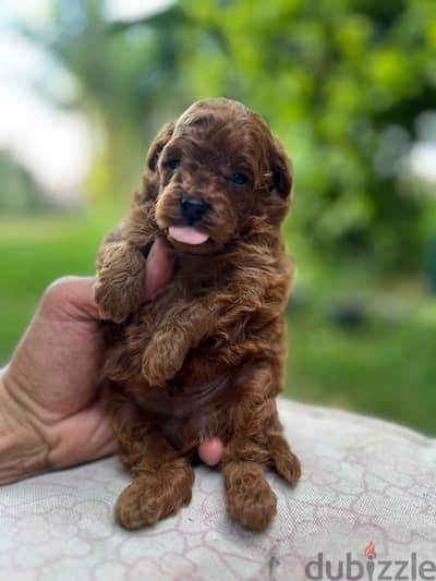 toy poodle puppies for sale in Egypt جراوي توي بوودل للبيع مصر بني