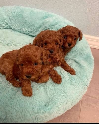 poodle female