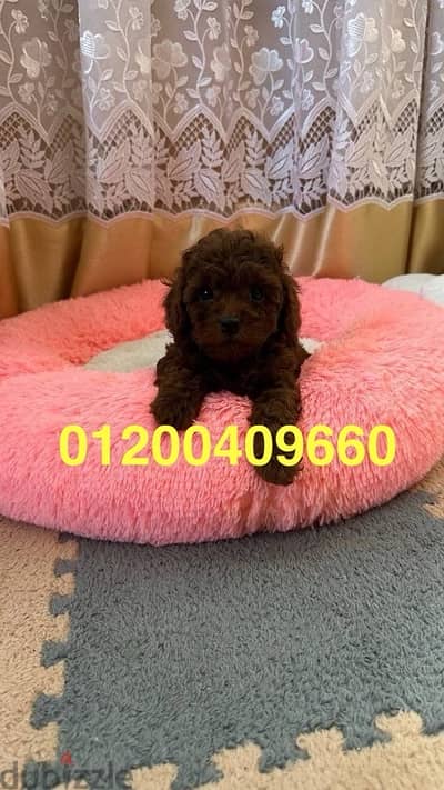 puppies male & female