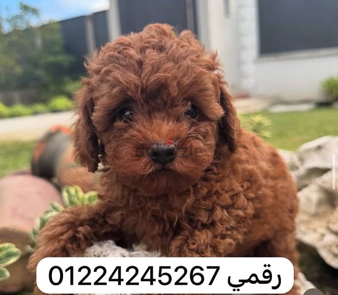 poodle puppy 1