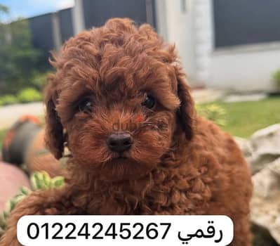 poodle puppy teacup تي كاب بودل