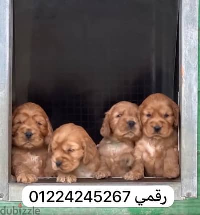 cocker كوكر سبانيول