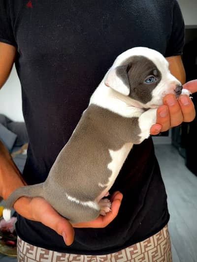 بيتبول بيور Available Pure Pitbull Puppy