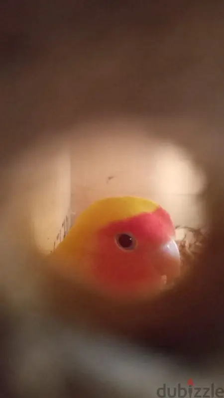 Australiano64993427407489120