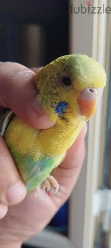Australiano Nataiya