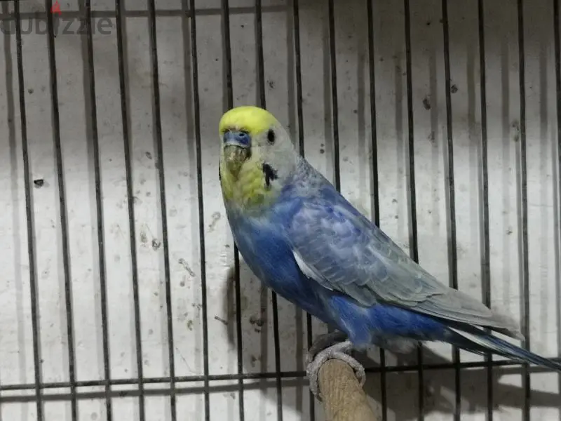 Birds64991674256003121