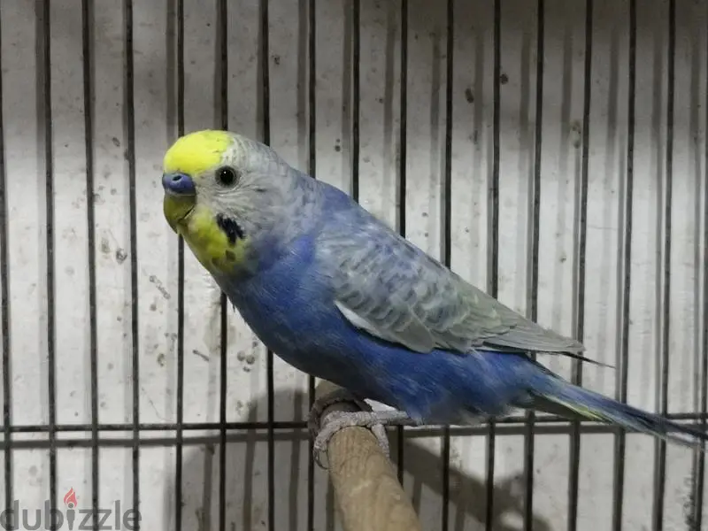 Birds64991674256003122