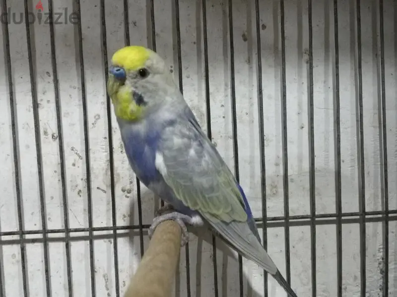Birds64991674256003123