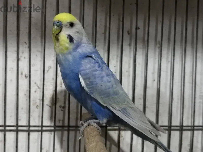 Birds64991674256003124