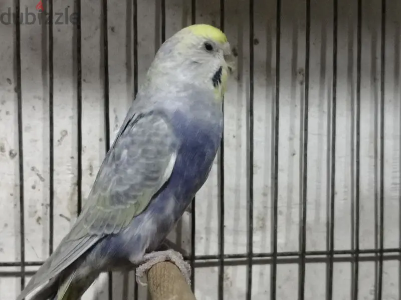 Birds64991674256003125
