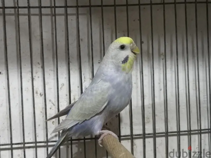 Birds64991674256003126