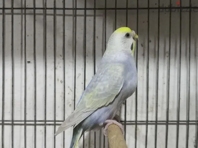 Birds64991674256003127