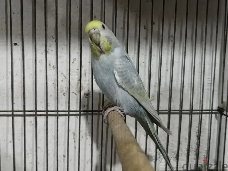 Birds64991674256003128
