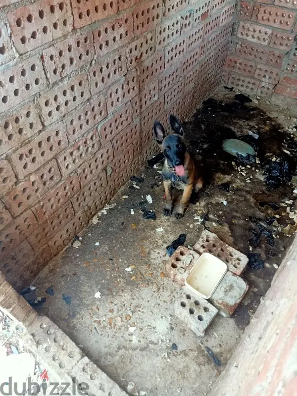 Perros Malinois