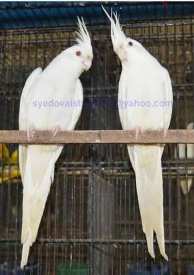 مطلوب جوز كوكتيل البينو عين حمرة شغال